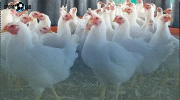 انخفاض كبير في أسعار الدواجن والبيض اليوم الجمعة 31 أكتوبر 2025 بسبب تراجع أسعار الأعلاف